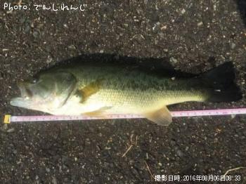 ブラックバス