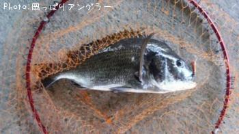 クロダイ