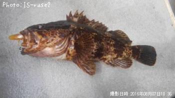 タケノコメバル