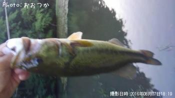 ブラックバス