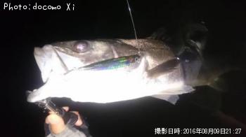 シーバス