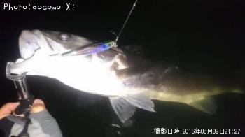 シーバス