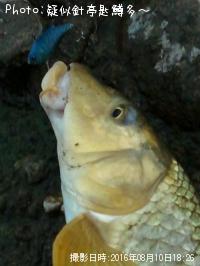 ˥