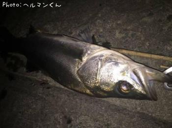 シーバス