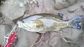スモールマウスバス