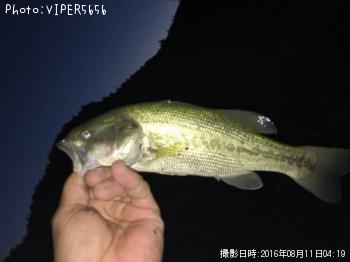 ブラックバス