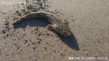 マゴチ