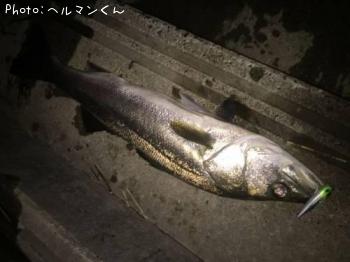 シーバス