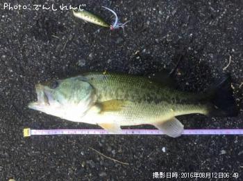 ブラックバス