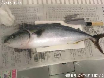 ワラサ