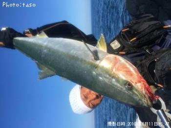 ワラサ