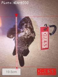 ベッコウゾイ