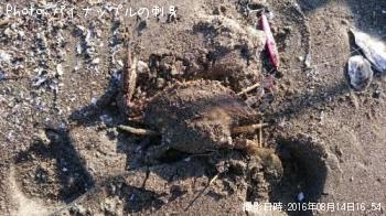 カニ
