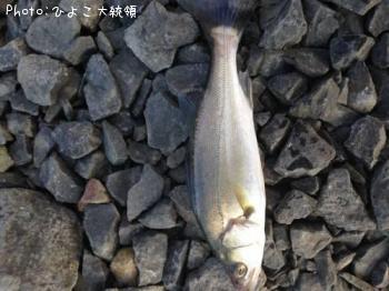 シーバス