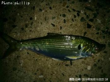 コノシロ