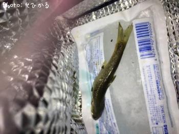 アブラハヤ