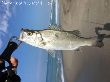 セイゴ？