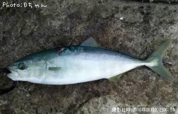 ワカシ