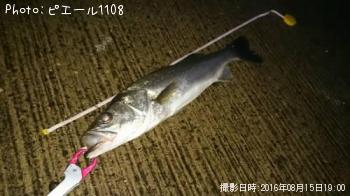 スズキ
