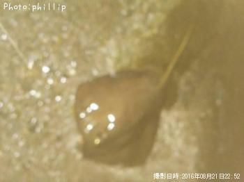 アカエイ