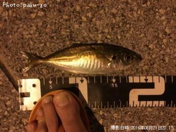 アジ