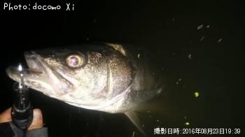 シーバス