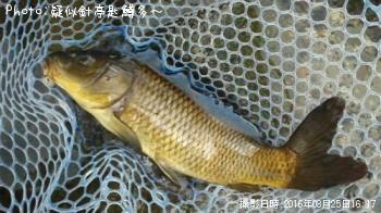 鯉