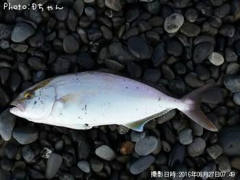 ショゴ