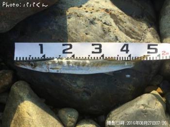 カマス