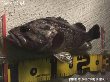 クロソイ