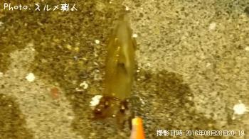 ベイカ