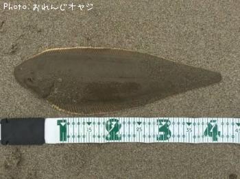 舌平目