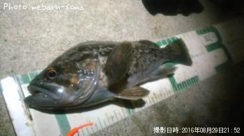 クロソイ