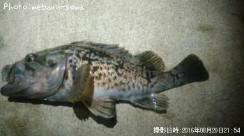 クロソイ