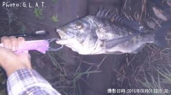 クロダイ