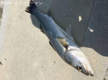 シーバス