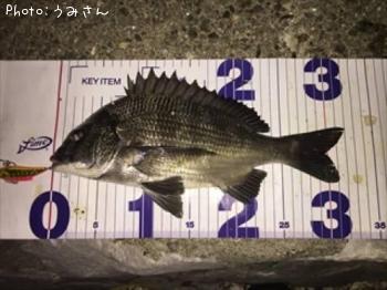 チヌ
