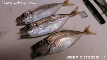 アジ