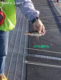 メバル