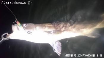 シーバス