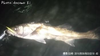 シーバス