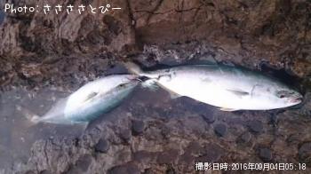 ワカシ＆ダツ