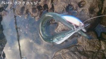 ワカシ＆ダツ