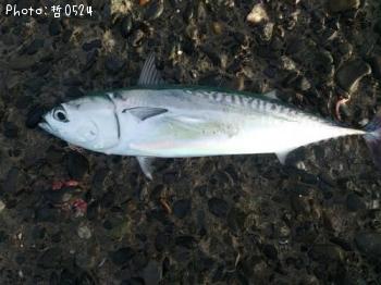 ソウダガツオ