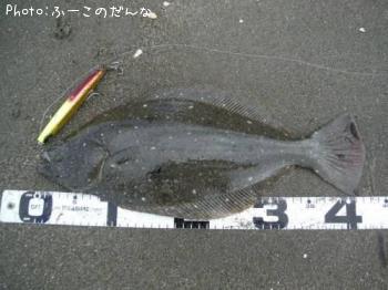 ヒラメ