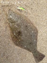 ヒラメ