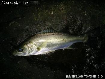 シーバス