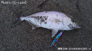 ショゴ