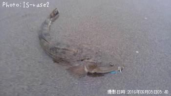 マゴチ