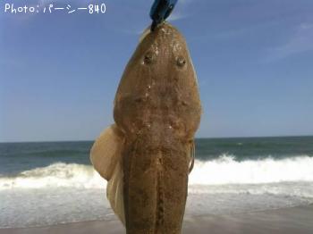 マゴチ